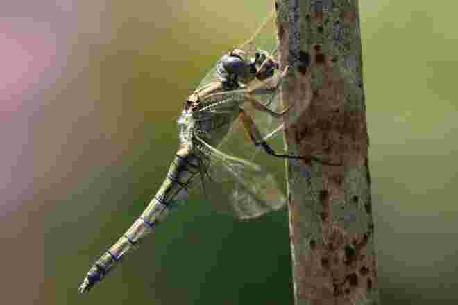 Libelle
