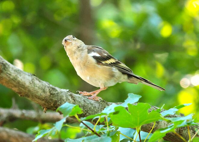 gar nicht geschreckt