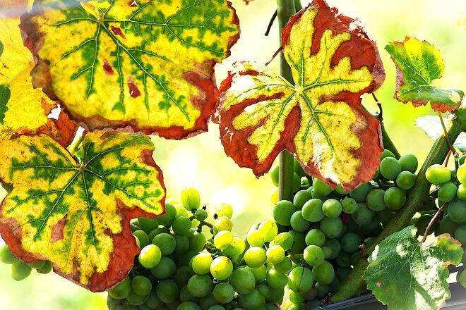 Lust aufs erste Achterl...