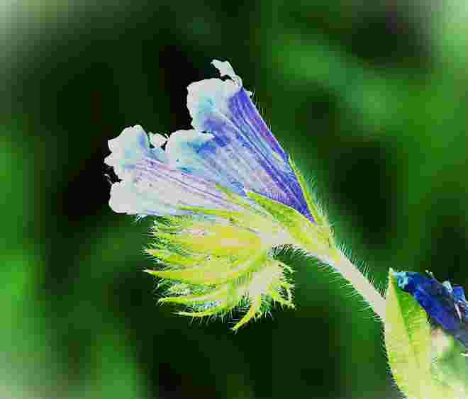 blaue Entfaltung...