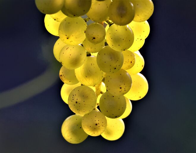 Wird ein guter Tropfen