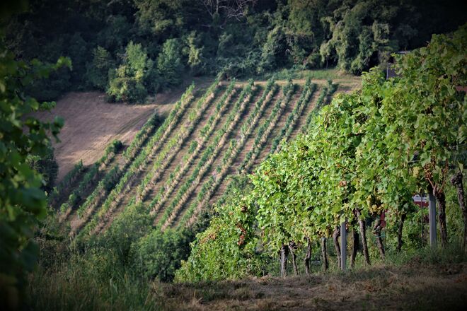 In den Grinzinger Rieden