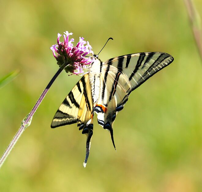 Schwalbenschwanz dacapo