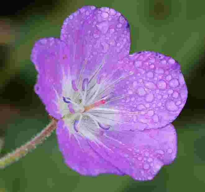 Violetten Schirm