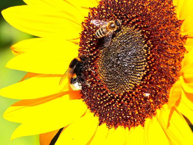 Wir fliegen auf Sonnenblumen