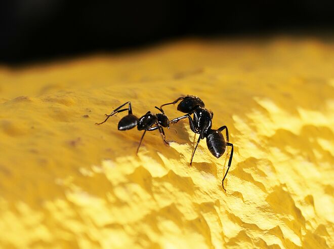 Kampf der " Giganten "