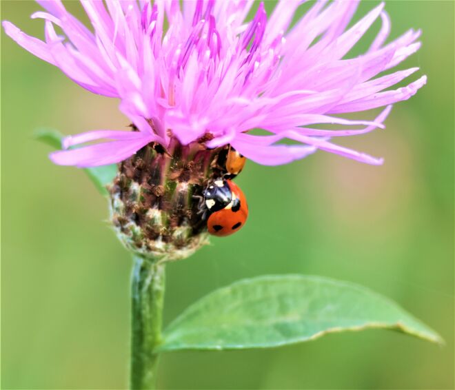 Unterm lila Schirm...