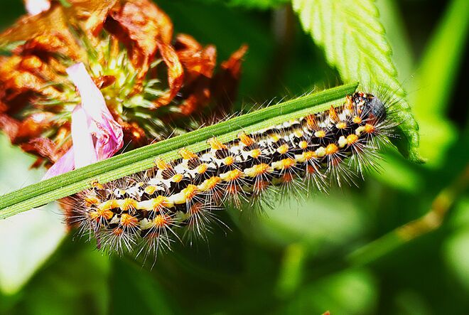 Entdeckung im hohen Gras...