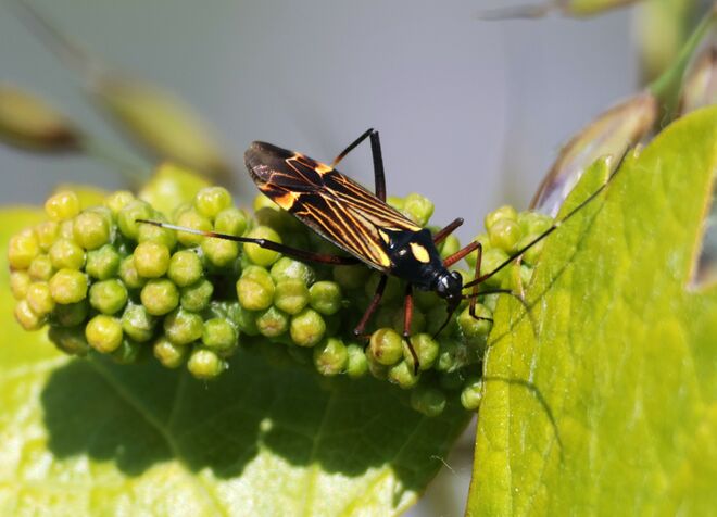 Kommender Wein mit Geflügel