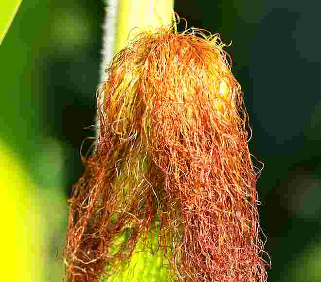 Rote  "Schönheit"