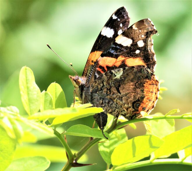 Ein" letzter" Rundflug