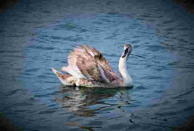 Jungschwan