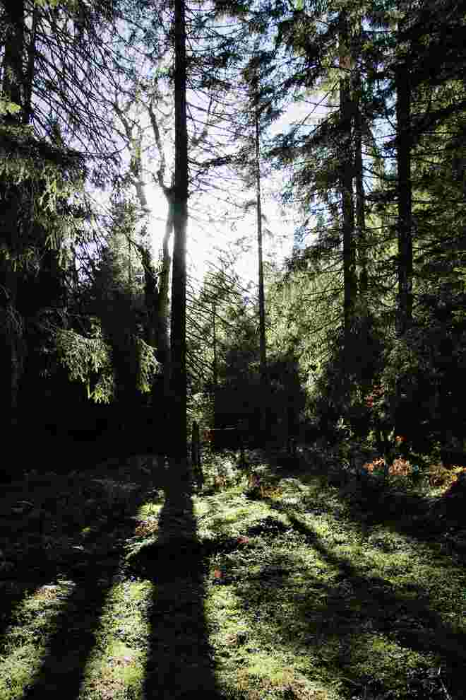 Herbststimmung im Wald