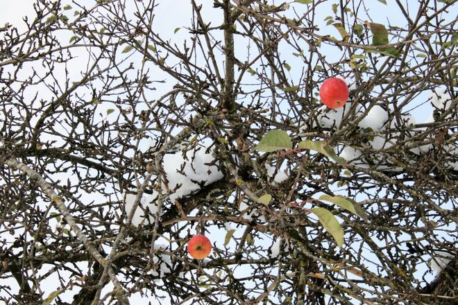 Baum mit Apfel und Schnee