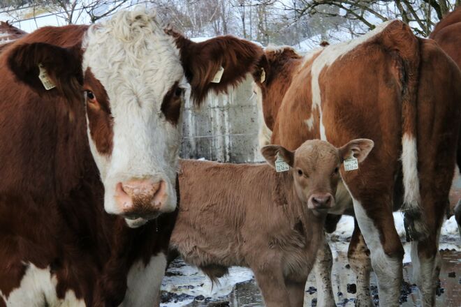 Neugieriger Nachwuchs