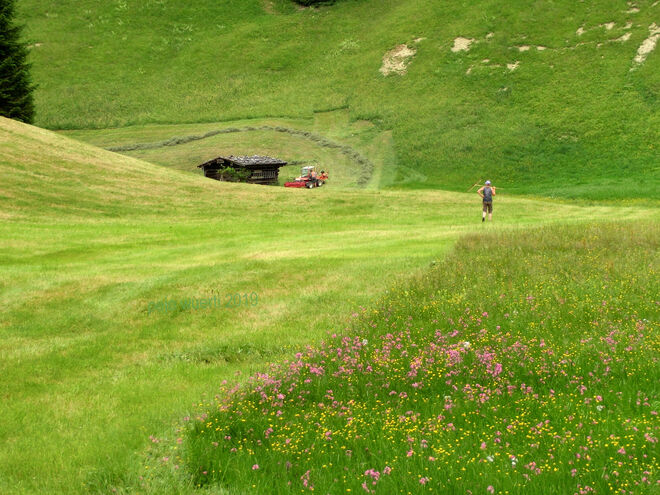 Pinzgauer Bergmahd