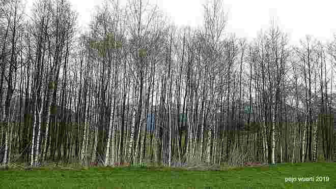 DIE BIRKE - Selten und Nützlich