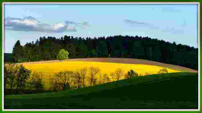 Rapsfeld in Mehrnbach/OÖ