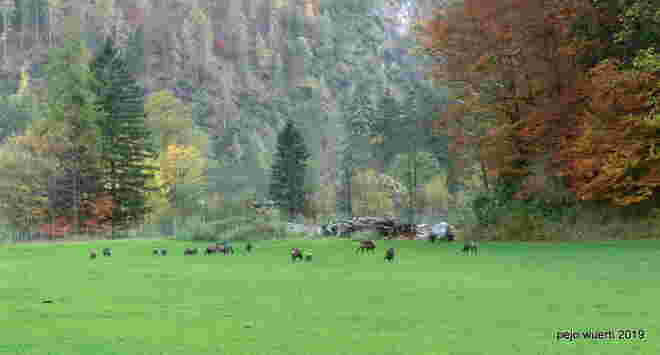 B311 Gemsen Weißbach