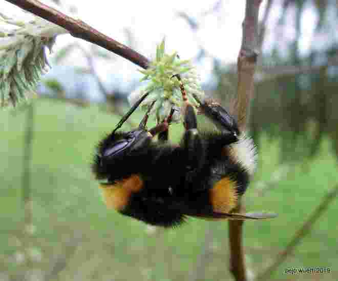 Akrobatische Hummel