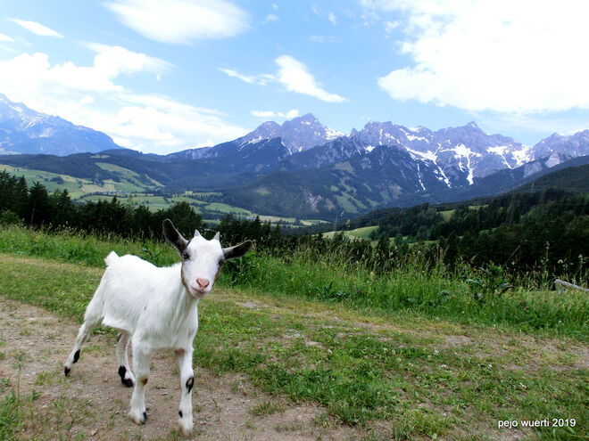 Neugierige junge Ziege am Jufen/Maria Alm