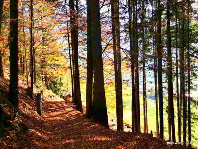 Am Wanderweg Sonnrain Leogang