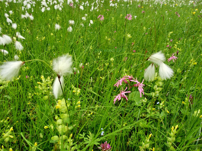 Blumenwiese wie damals 