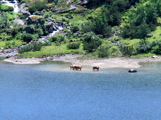 Kuhhhle Kühe am Grünsee/Enzingerboden/Weissee