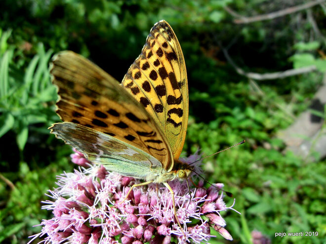 Großer Perlmutfalter