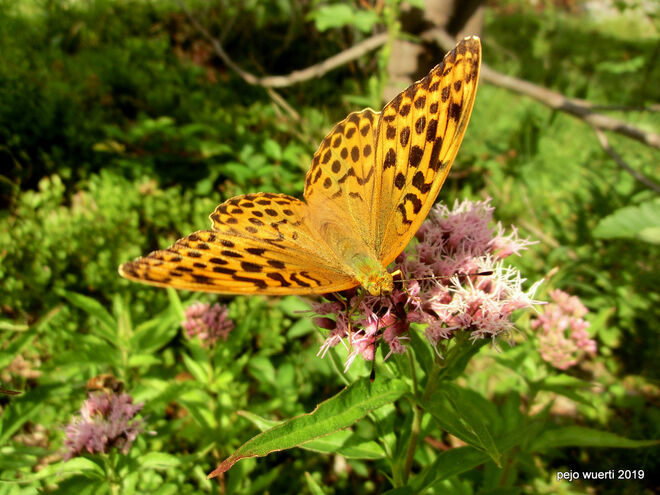 Großer Perlmutfalter 2