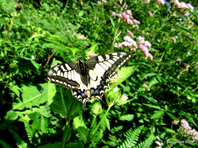 Schwalbenschwanz Schmetterling by Würti