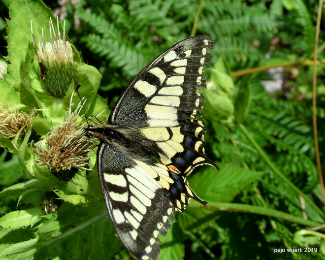 Schwalbenschwanz Schmetterling 2 by Würti