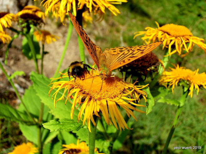 Wie beisst diese Blume?