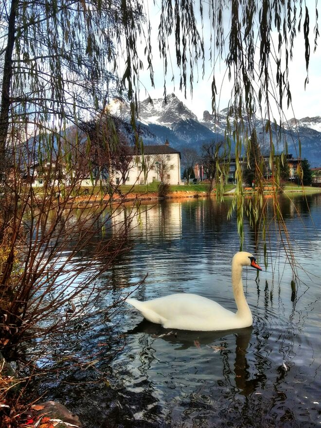 Traum vom weissen Schwan