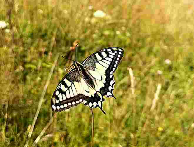 Gerade noch erwischt den Papilio