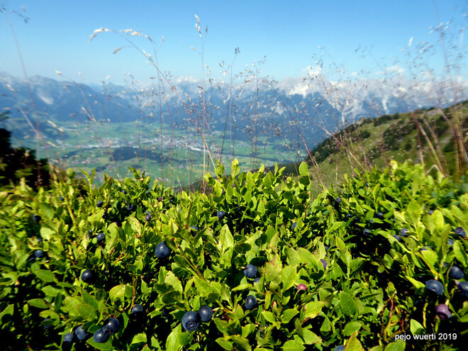 Heidelbeeren hoch droben über dem Saalfeldener Becken