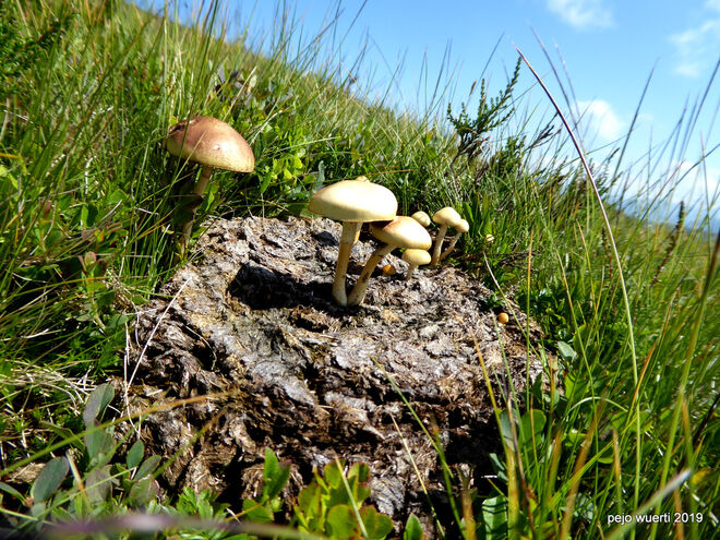 Kuhlinarische Schwammerlspezialität?