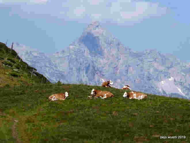 Bergsteiger Kühe mit Schönfeldspitze
