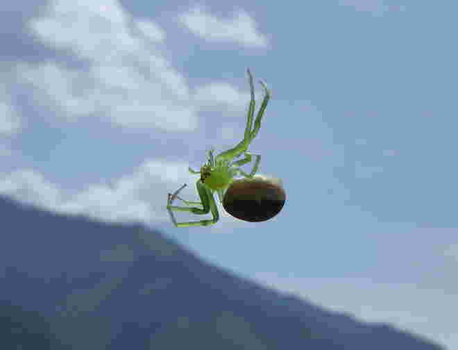 Grüne Krabbenspinne