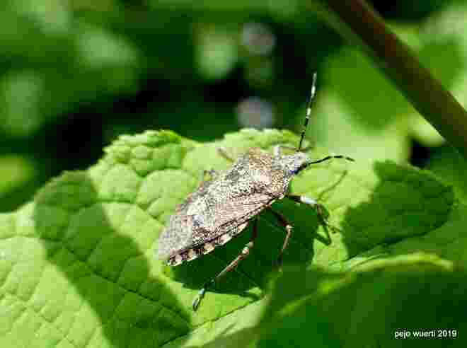 Marmorierte "stinkende" asiatische Baumwanze 