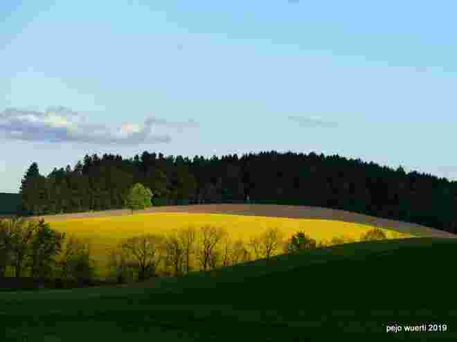 Rapsfeld im Innviertel
