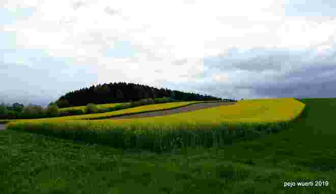 Rapsfeld im Innviertel