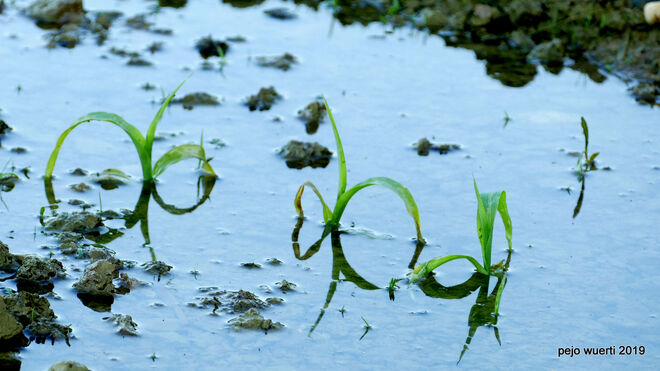 Orientalische Schriftzeichen?  Oder nur abgesoffen!