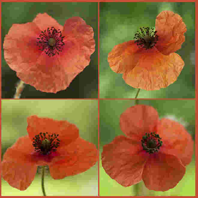 Klatschmohnblüten