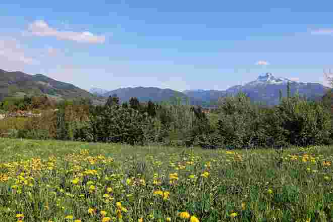 Löwenzahnwiese mit Schafberg
