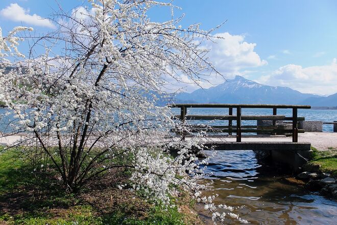 Frühling am Mondsee