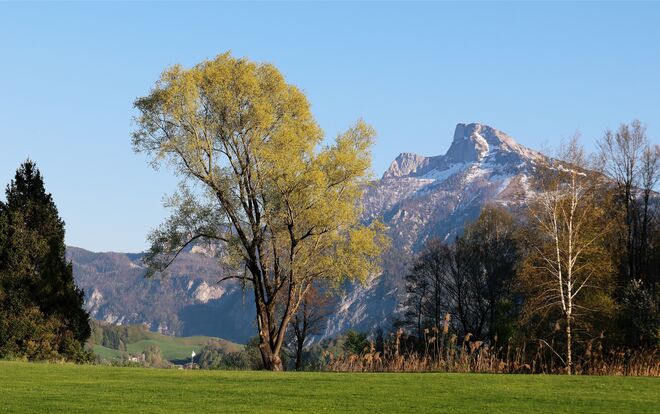Schafberg, herangezoomt
