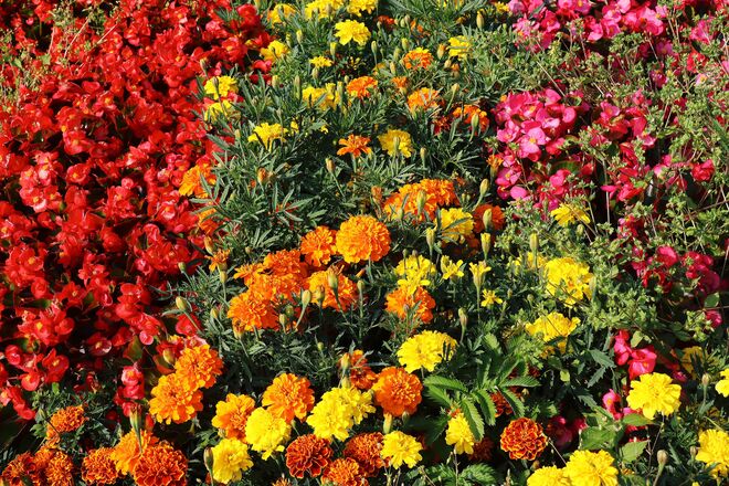 Sommerblütenteppich