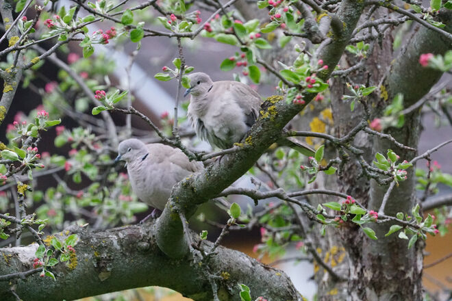 Das Taubenpaar im Apfelbaum....