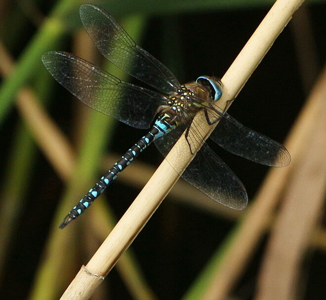Herbst-Mosaikjungfer